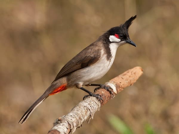 Nằm mơ thấy chim chào mào có con số nào trúng thưởng?