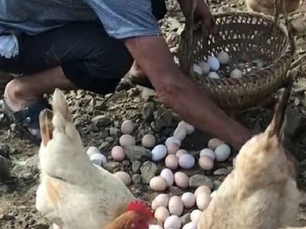 Giải mã từng trường hợp mơ thấy nhặt trứng gà