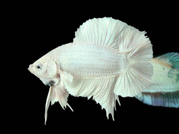 Giải mã giấc mơ thấy cá trắng số mấy? Hé lộ con số tài lộc