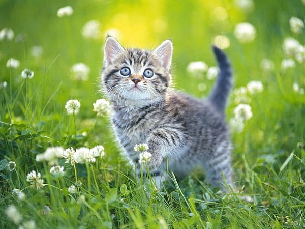 Bí ẩn con mèo con số mấy, mơ thấy mèo con là điềm gì?