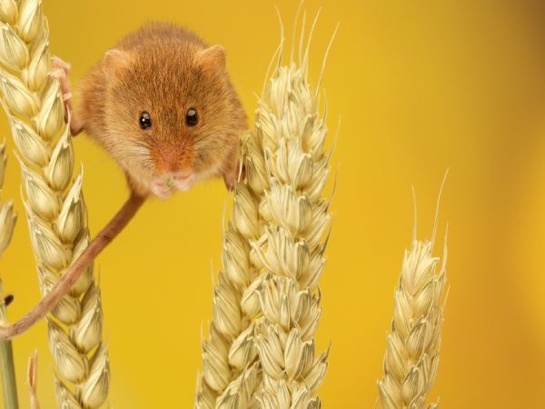 Luận ngay con số may mắn ngày 12/4/2026 chủ nhật tuổi Tý